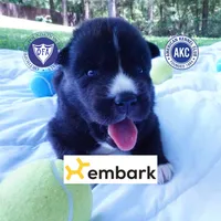 Solid Black AKC OFA Embark - Pele, a male Siberian Husky for sale in Anderson, SC – 1 of 10