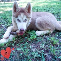 AKC OFA Red/white, a male Siberian Husky for sale in Anderson, SC – 2 of 10