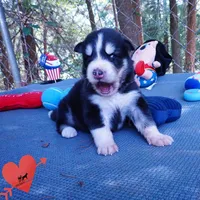OFA & Embark Tested - Luffy, a male Siberian Husky for sale in Anderson, SC – 9 of 10