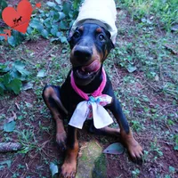 Champion & Full Euro AKC - Yue, a female Doberman Pinscher for sale in Anderson, SC – 5 of 10