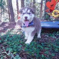 OFA & AKC Red/white, a male Siberian Husky for sale in Anderson, SC – 9 of 10