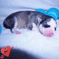 AKC OFA Embark Parents, a male Siberian Husky for sale in Anderson, SC – 2 of 10