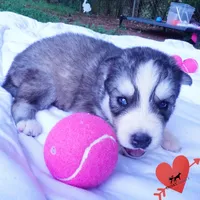 OFA & Embark Tested Parents - Gerogina, a male Siberian Husky for sale in Anderson, SC – 6 of 10