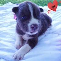 Embark & OFA Tested Parents, a male Siberian Husky for sale in Anderson, SC – 8 of 10