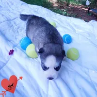 AKC OFA Embark Parents, a male Siberian Husky for sale in Anderson, SC – 6 of 10