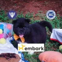 AKC Solid Black OFA & Embark, a female Siberian Husky for sale in Anderson, SC – 1 of 10