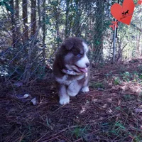 AKC & OFA Poseidon, a male Siberian Husky for sale in Anderson, SC – 8 of 10