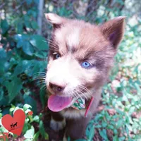 AKC OFA Tested Parents, a female Siberian Husky for sale in Anderson, SC – 9 of 10