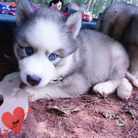 AKC OFA & Embark Parents, a male Siberian Husky for sale in Anderson, SC – 9 of 10