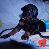 AKC Euro OFA & Embark - Hahn, a male Doberman Pinscher for sale in Anderson, SC – 2 of 10
