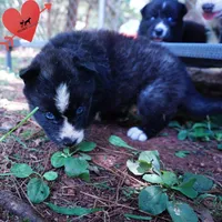 Agouti AKC  OFA & Embark, a female Siberian Husky for sale in Anderson, SC – 4 of 10