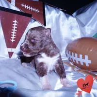 Solid Brown Embark OFA AKC, a male Siberian Husky for sale in Anderson, SC – Photo 6 of 9