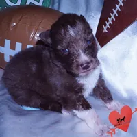 Solid Brown Embark OFA AKC, a male Siberian Husky for sale in Anderson, SC – Photo 2 of 9