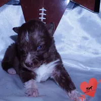 Solid Brown Embark OFA AKC, a male Siberian Husky for sale in Anderson, SC – Photo 7 of 9