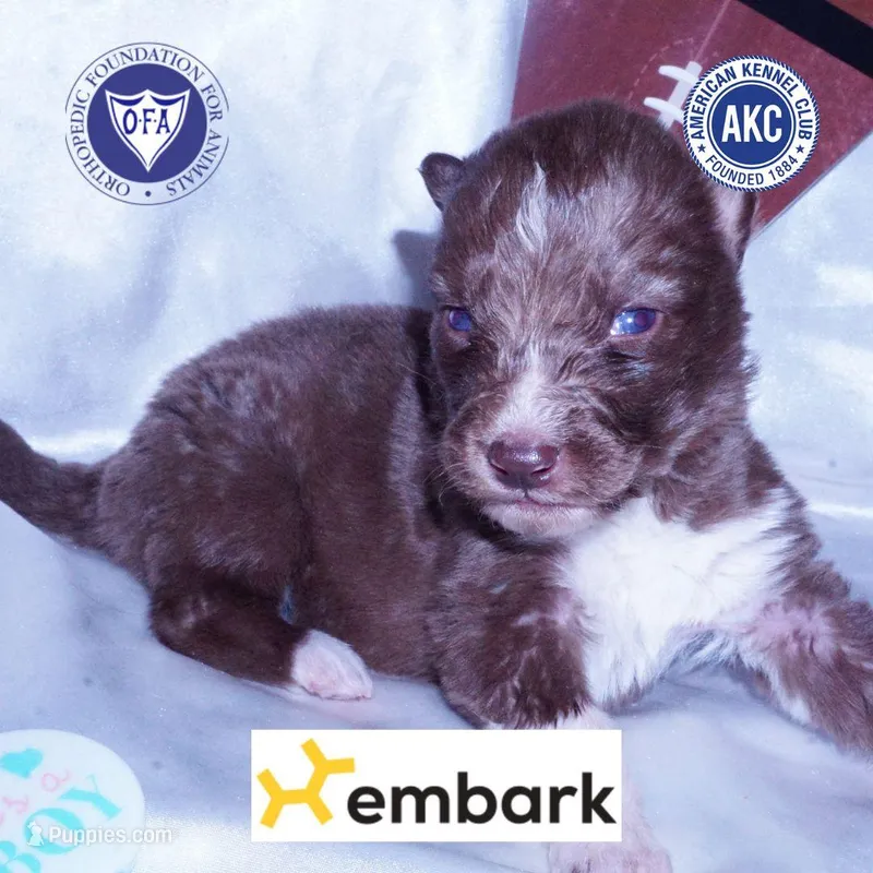 Solid Brown Embark OFA AKC