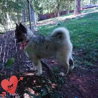 AKC Agouti OFA & Embark, a female Siberian Husky for sale in Anderson, SC – 8 of 10