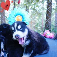 OFA & Embark Tested - Luffy, a male Siberian Husky for sale in Anderson, SC – 2 of 10