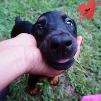 Ears Cropped - Full Euro, a female Doberman Pinscher for sale in Anderson, SC – 4 of 10