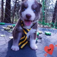 AKC Ready in April, a male Siberian Husky for sale in Anderson, SC – Photo 2 of 10