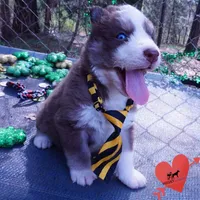 AKC Ready in April, a male Siberian Husky for sale in Anderson, SC – Photo 7 of 10