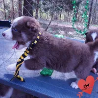 AKC Ready in April, a male Siberian Husky for sale in Anderson, SC – Photo 8 of 10