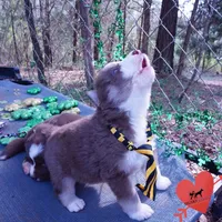 AKC Ready in April, a male Siberian Husky for sale in Anderson, SC – Photo 6 of 10