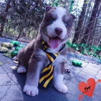 AKC Ready in April, a male Siberian Husky for sale in Anderson, SC – Photo 4 of 10