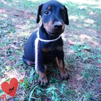 Champion & Full Euro AKC - Yue, a female Doberman Pinscher for sale in Anderson, SC – 6 of 10