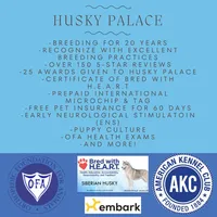 AKC Ready Soon, a female Siberian Husky for sale in Anderson, SC – Photo 10 of 10