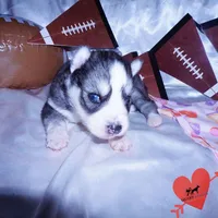 AKC Ready Soon, a female Siberian Husky for sale in Anderson, SC – Photo 5 of 10