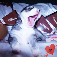 AKC Ready Soon, a female Siberian Husky for sale in Anderson, SC – Photo 4 of 10