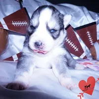AKC Ready Soon, a female Siberian Husky for sale in Anderson, SC – Photo 6 of 10
