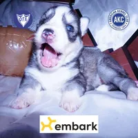 AKC Ready Soon, a female Siberian Husky for sale in Anderson, SC – Photo 1 of 10