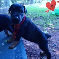 100% European, a  Doberman Pinscher for sale in Anderson, SC – 8 of 10