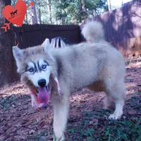 Embark, AKC, & OFA, a female Siberian Husky for sale in Anderson, SC – 6 of 9