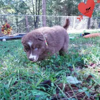Solid Brown Ready Soon , a female Siberian Husky for sale in Anderson, SC – 7 of 10