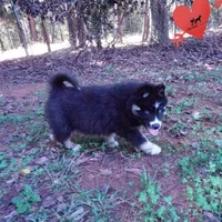 Health Tested Parents - Cyclops, a male Siberian Husky for sale in Anderson, SC – 4 of 10