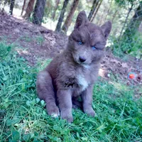 Ready mid Ocotober, a  Siberian Husky for sale in Anderson, SC – 5 of 10