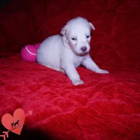 Solid White Female AKC OFA, a female Siberian Husky for sale in Anderson, SC – 7 of 10
