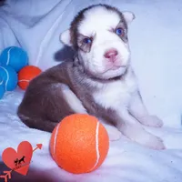 AKC OFA Red/white, a male Siberian Husky for sale in Anderson, SC – 5 of 10