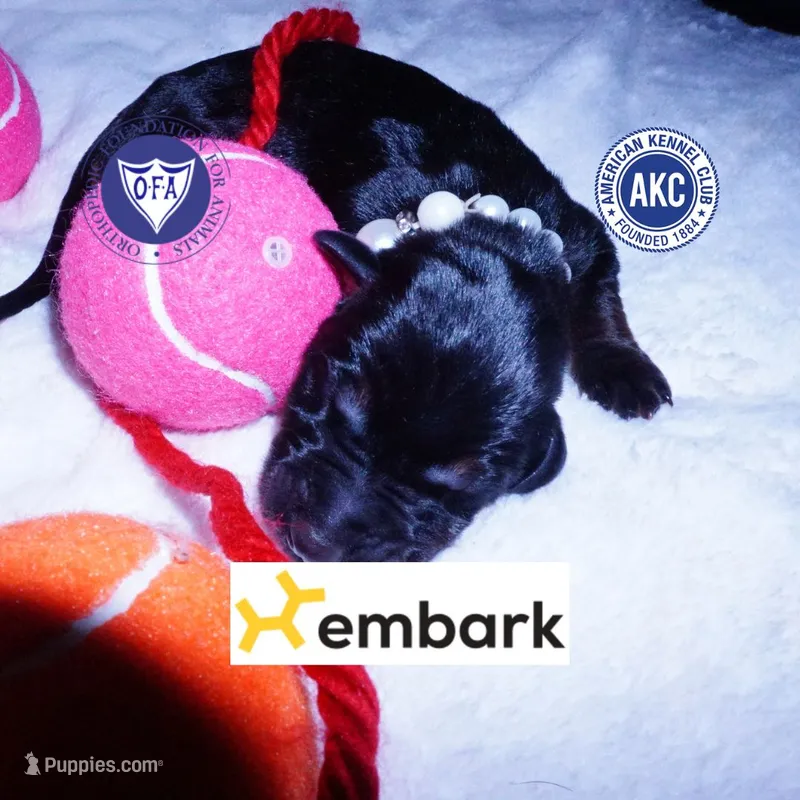 Champion & Full Euro AKC – Doberman Pinscher puppy for sale in Anderson, SC