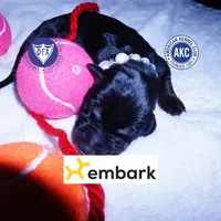 Champion & Full Euro AKC, a female Doberman Pinscher for sale in Anderson, SC – 1 of 10