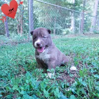 Solid Brown Embark OFA AKC - Nami, a female Siberian Husky for sale in Anderson, SC – 7 of 10