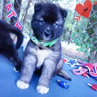 AKC Agouti Embark & OFA Parents, a female Siberian Husky for sale in Anderson, SC – 7 of 10