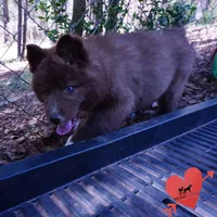 Solid Brown Embark AKC OFA, a male Siberian Husky for sale in Anderson, SC – Photo 6 of 10