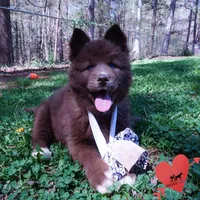 Solid Brown Embark AKC OFA, a male Siberian Husky for sale in Anderson, SC – Photo 2 of 10