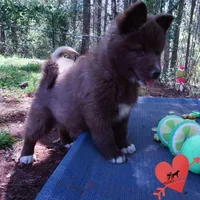 Solid Brown Embark AKC OFA, a male Siberian Husky for sale in Anderson, SC – Photo 7 of 10