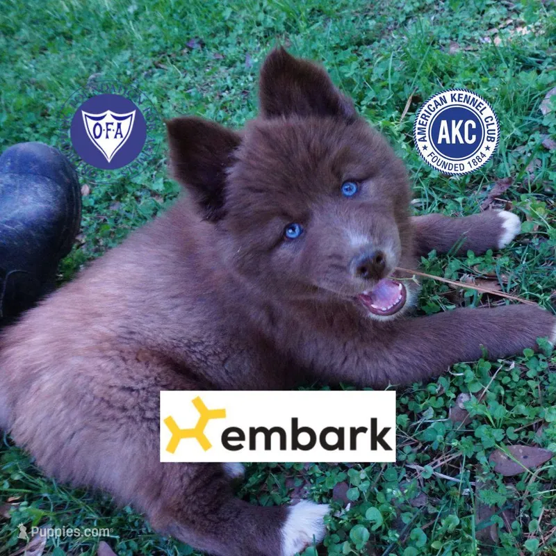 Solid Brown Embark AKC OFA – Siberian Husky puppy for sale in Anderson, SC
