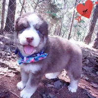 AKC & OFA Poseidon, a male Siberian Husky for sale in Anderson, SC – 5 of 10