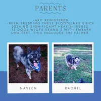 AKC OFA Embark Parents, a male Siberian Husky for sale in Anderson, SC – 3 of 10